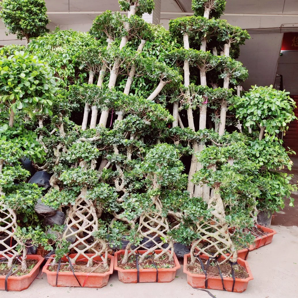 Natural Ficus Panda árbol Wholesale/Suppliers de la Granja al aire libre Bonsai planta