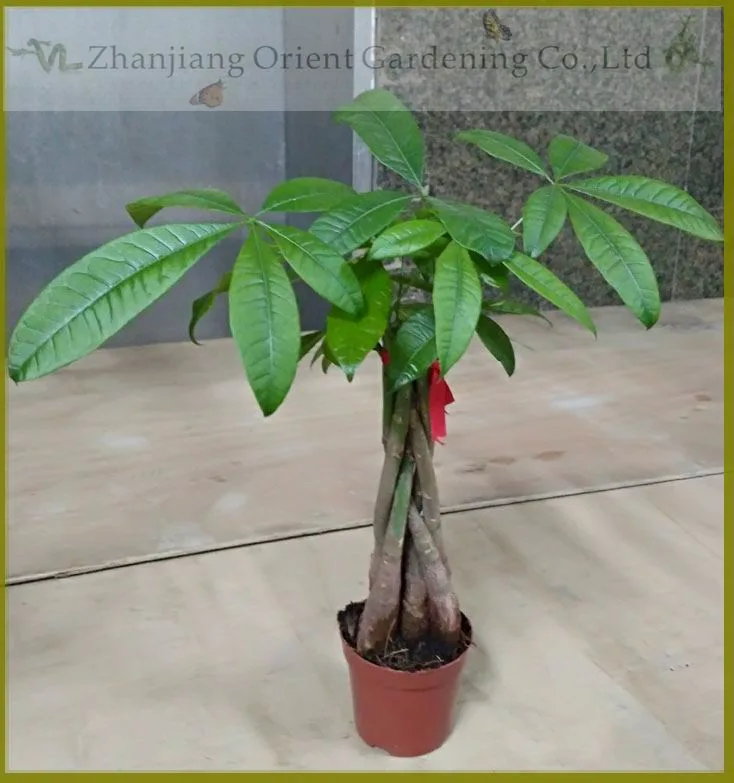 Bare Root Single Head Pachira Microcarpa