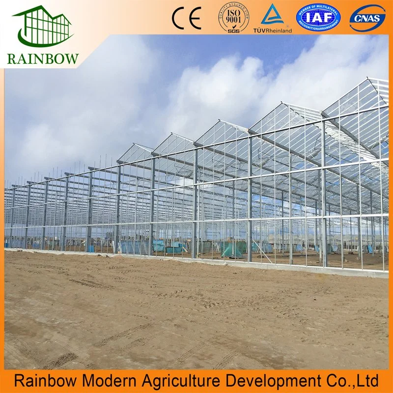 Venlo Type Agricultural Glass Greenhouse with Irrigation System