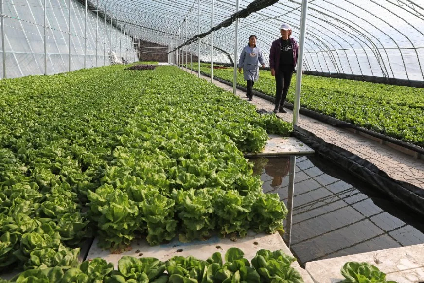 Gewächshaus Gemüseanbau Schwimmende Floating Rafts Schaum Hydroponic Aquaponic Gemüse