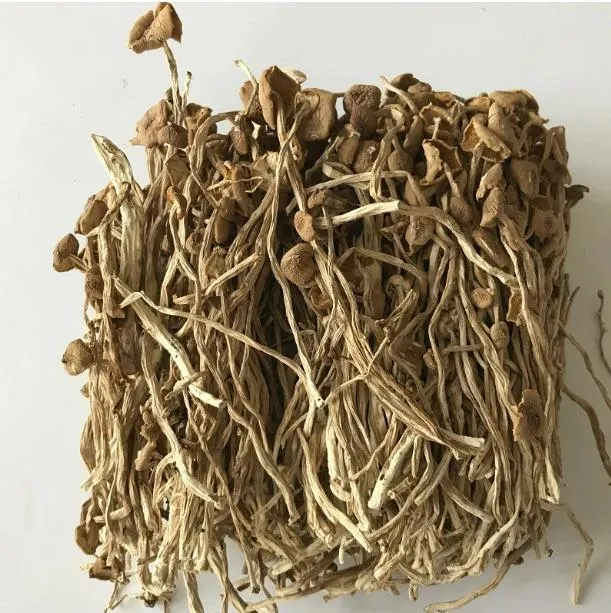 New 2023 Dried Agrocybe Aegerita Tea Tree Mushroom Natural Agrocybe in Bulk