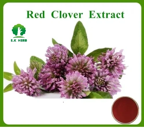 E. K Herb Leading Plant Extract Factory 100% Natural Trifolium Pratense Extract Hot Sell 8% 20% 40% Total Isoflavones Soybean Extract Red Clover Extract
