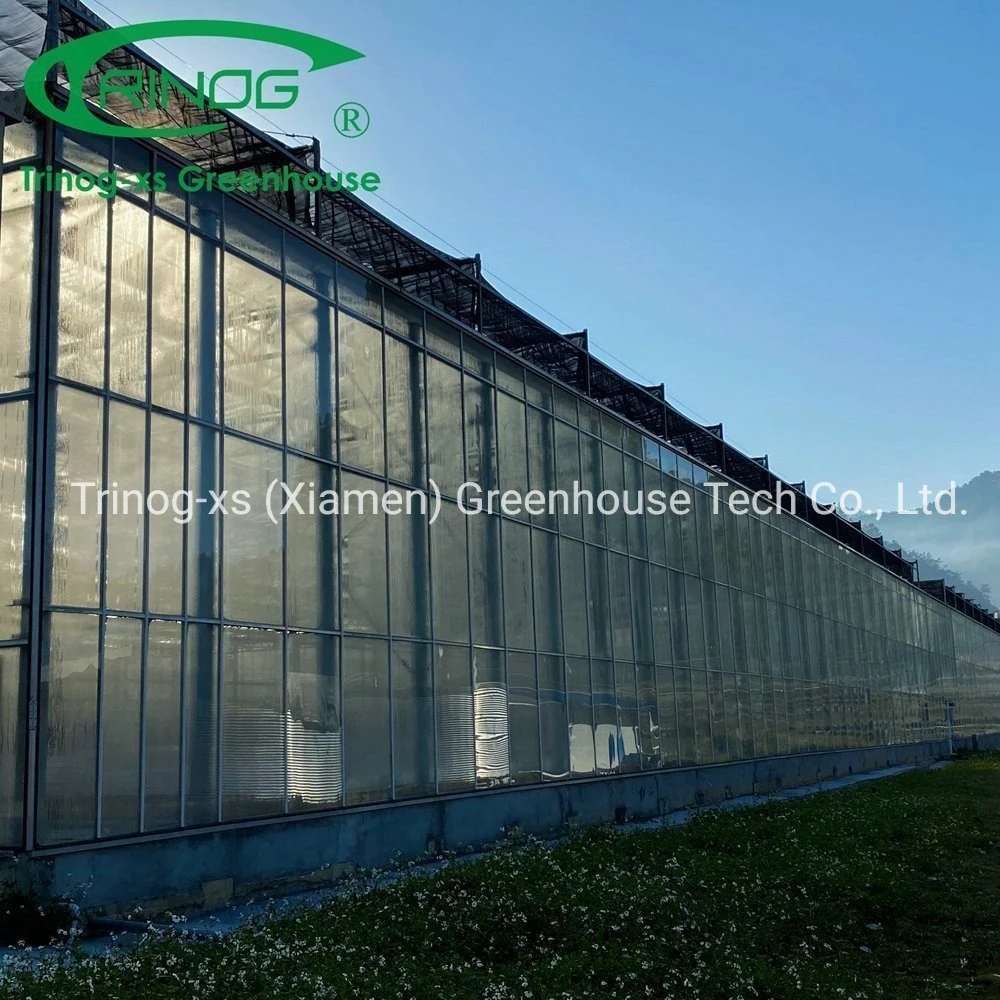 Complete Multi-span Agricultural Galvanized Steel Pipe Structure Glass Greenhouse with Indoor Hydroponic System