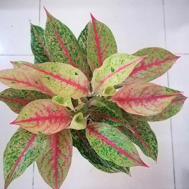 Ornamental Plant Bonsai of Aglaonema Yanhua Spp Live Plants