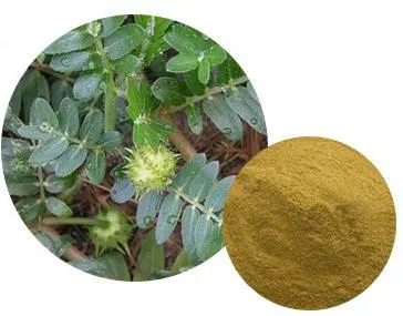 Tribulus Terrestris Extrakt, Bio Tribulus Terrestris Extrakt, Qualitativ Hochwertige Natürliche Saponine