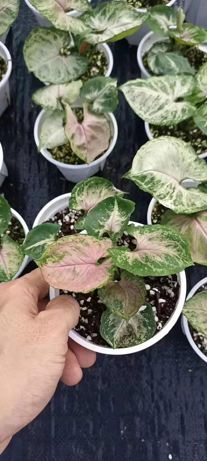 Variegated Rare Plants Syngonium Strawberry Ice