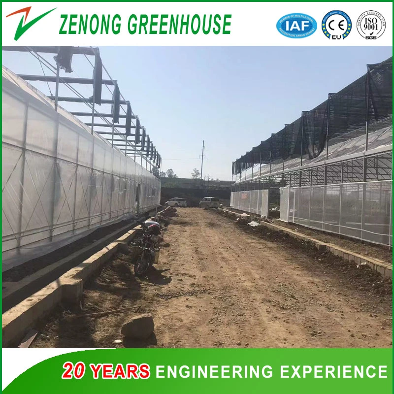 Chinese Greenhouse Manufacturer Fabricated Poly-Tunnel Poly Film Greenhouse with Wet Pad and Fans for All Season Vegetable Culture