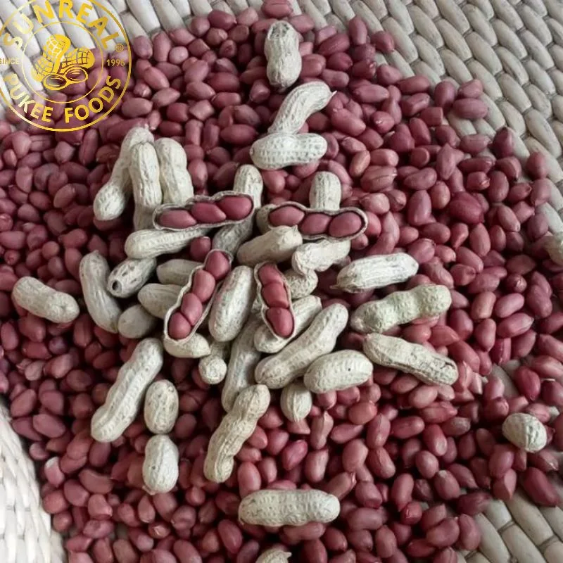 China Raw Red Skin Peanut in Shell/Best Quality/ Fine Packing