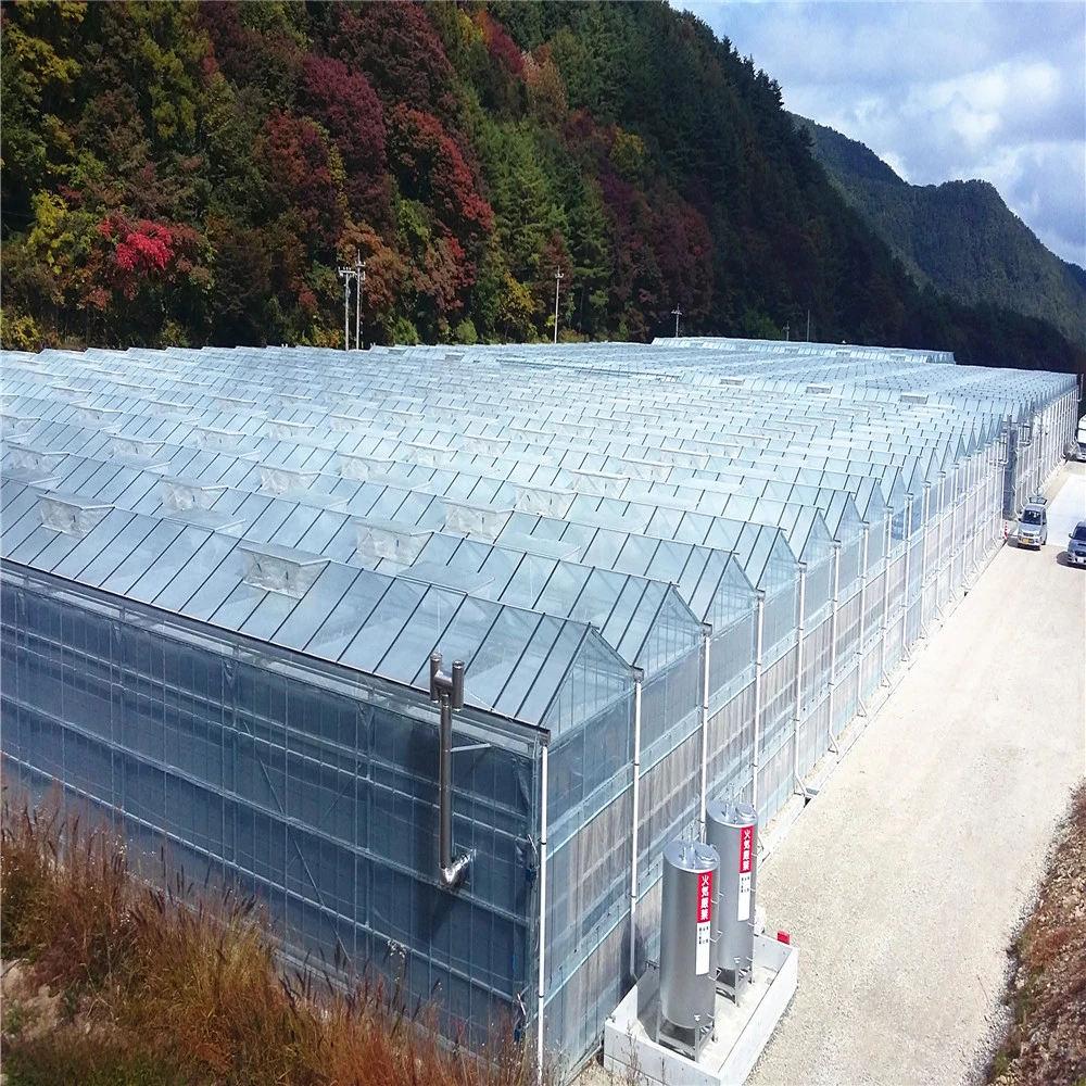 Single Span Light Tunnel Film Plastic Greenhouses for Vegetables