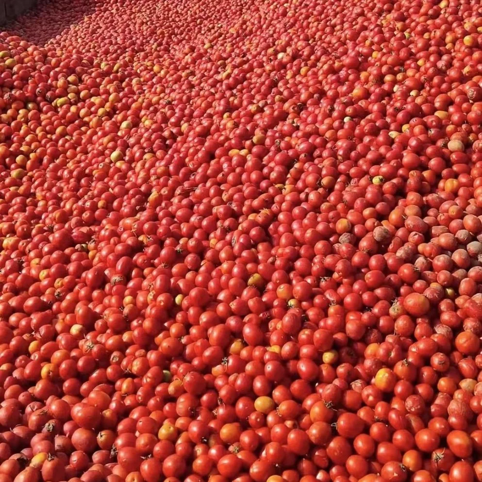 Embalaje de tambor de pasta de tomate salsa de tomate en el tambor de alimentos enlatados Brix22-24% 24-26%, del 26 al 28%, del 28 al 30%, 30-32%y36-38%