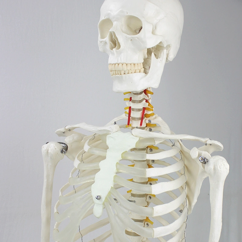 Plastic PVC Skeleton Model 170cm