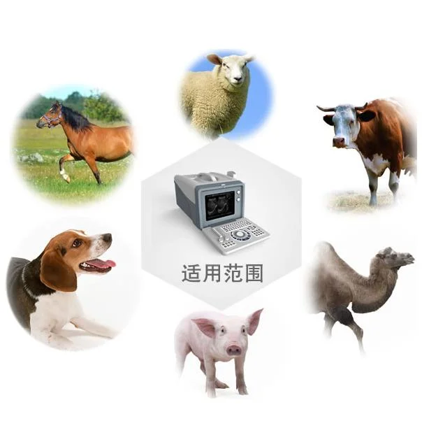 CE Veterinary USG Portable Ultrasound Scanner Equipment Ultrasonic Diagnosis