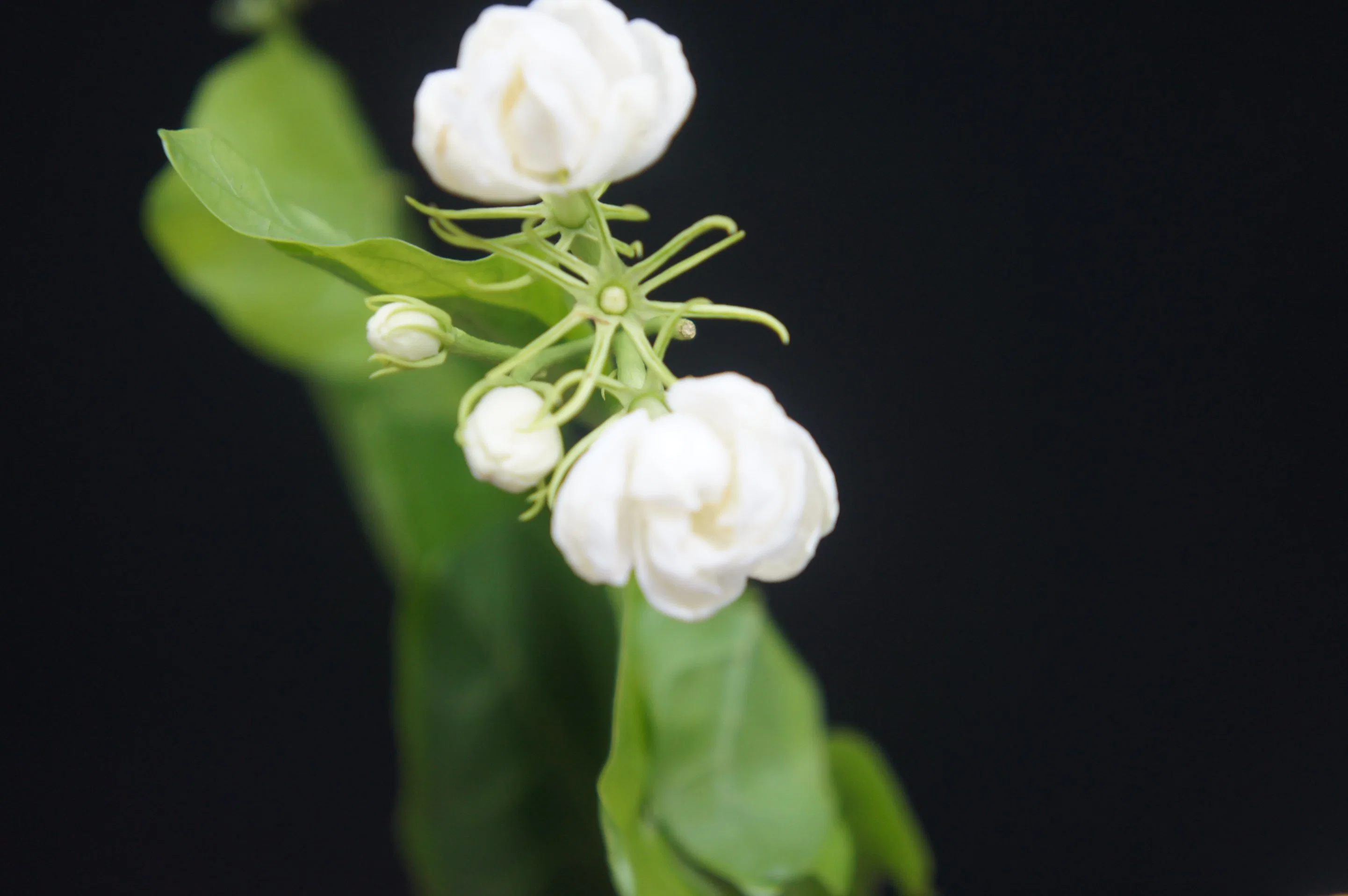 Thé au jasmin, désaltérant, idéal pour les cadeaux d'anniversaire, les cadeaux d'anniversaire et les cadeaux de fête