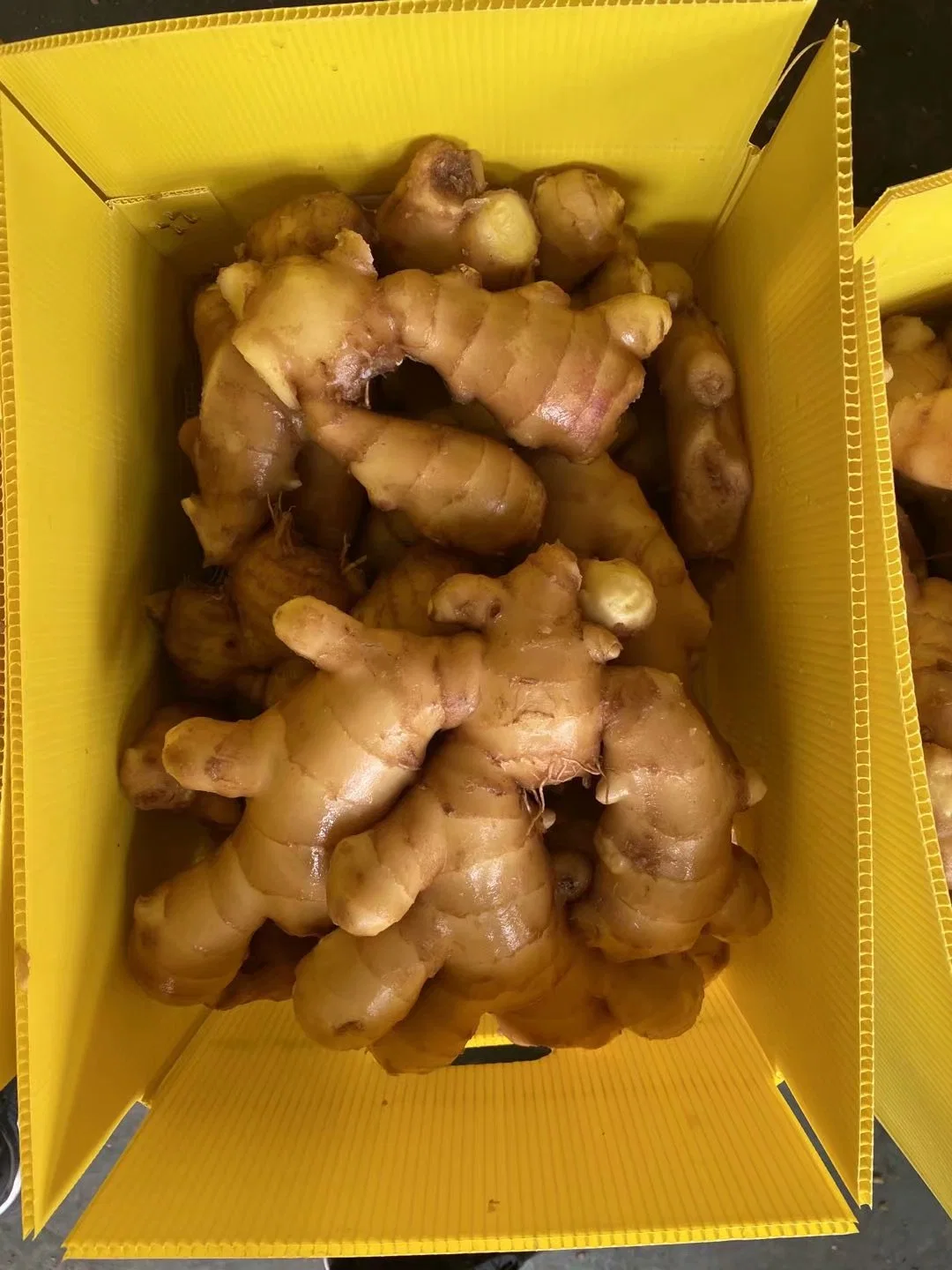 Chinese Fresh Spicy Mature Ginger Sold Directly From The Factory