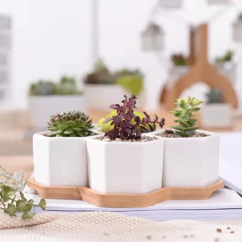 Succulent Ceramic Small Hexagon Pot with Bamboo Tray Mini Assorted Artificial Cactus Plants Wyz21945