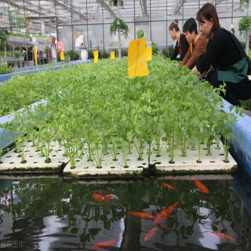 Preço de fábrica alta qualidade Hydroponics Aquaponics sistema vertical NFT crescendo Sistema Farm alface