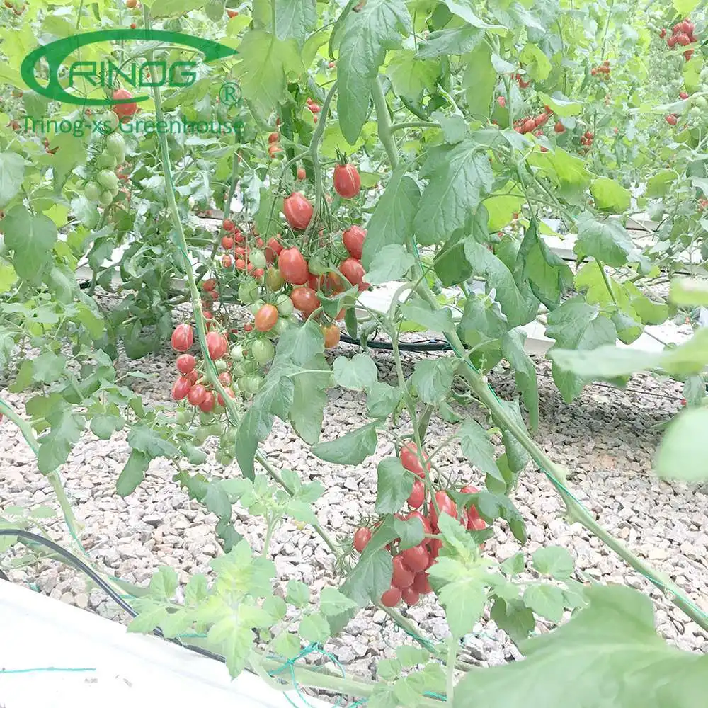 Hot Sale Agricultural Greenhouse Cultivation Hydroponics System Film Multi-span Greenhouse