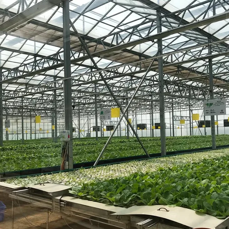 Complete Glass Agricultural Greenhouse Turnkey Project with Hydroponic Growing System