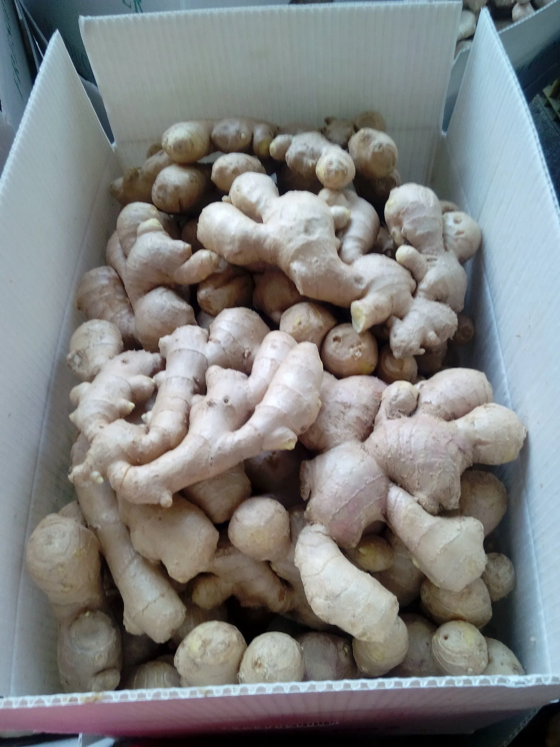 New Crop Factory Supplier Super Quality Air Dry Ginger of 2023 New Crop