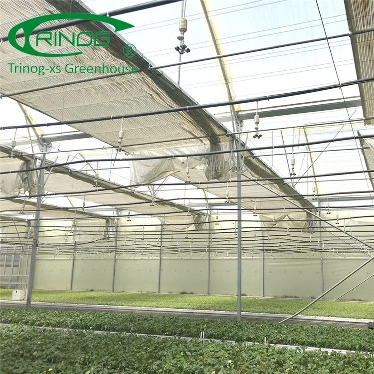 High quality/High cost performance Plastic Film Multi-span Greenhouse for Cultivation