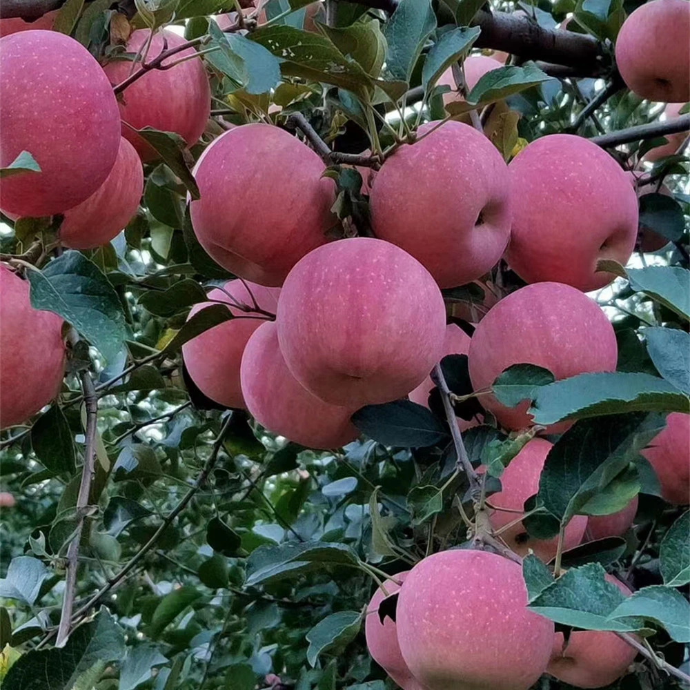 Factory Organic Food Fresh FUJI Apples