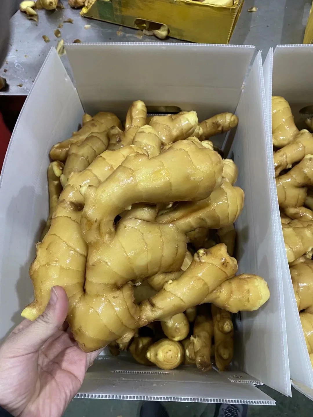 Fresh Spicy Mature Ginger Sold Directly From The Factory