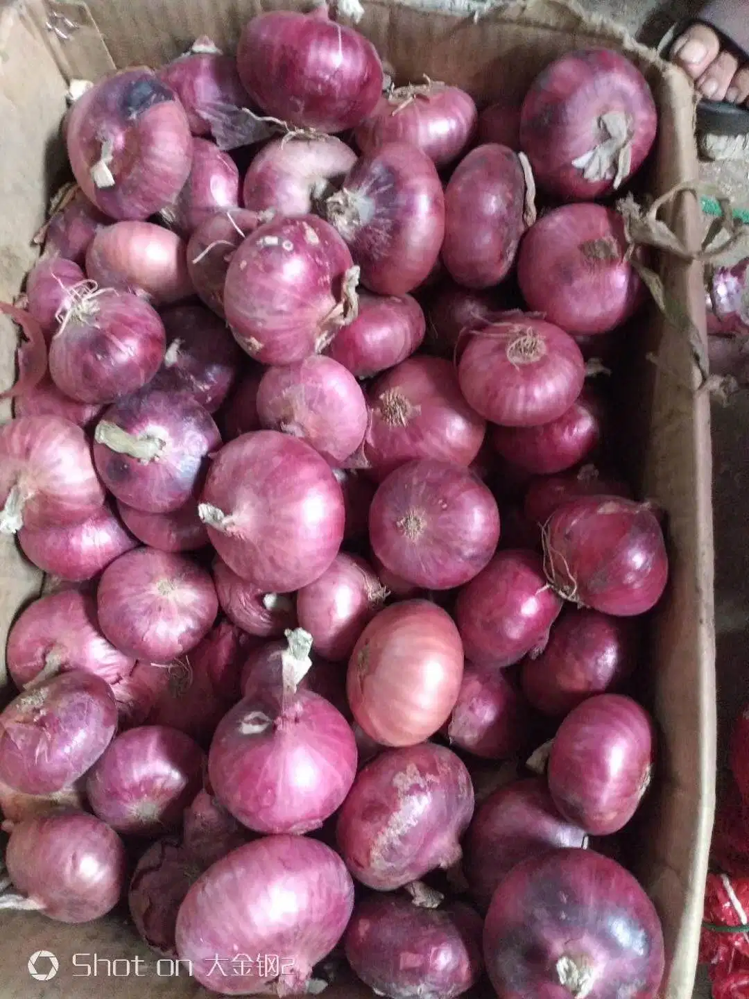 Wholesale/Supplier 5-8cm Brand Onion 10kg Bag