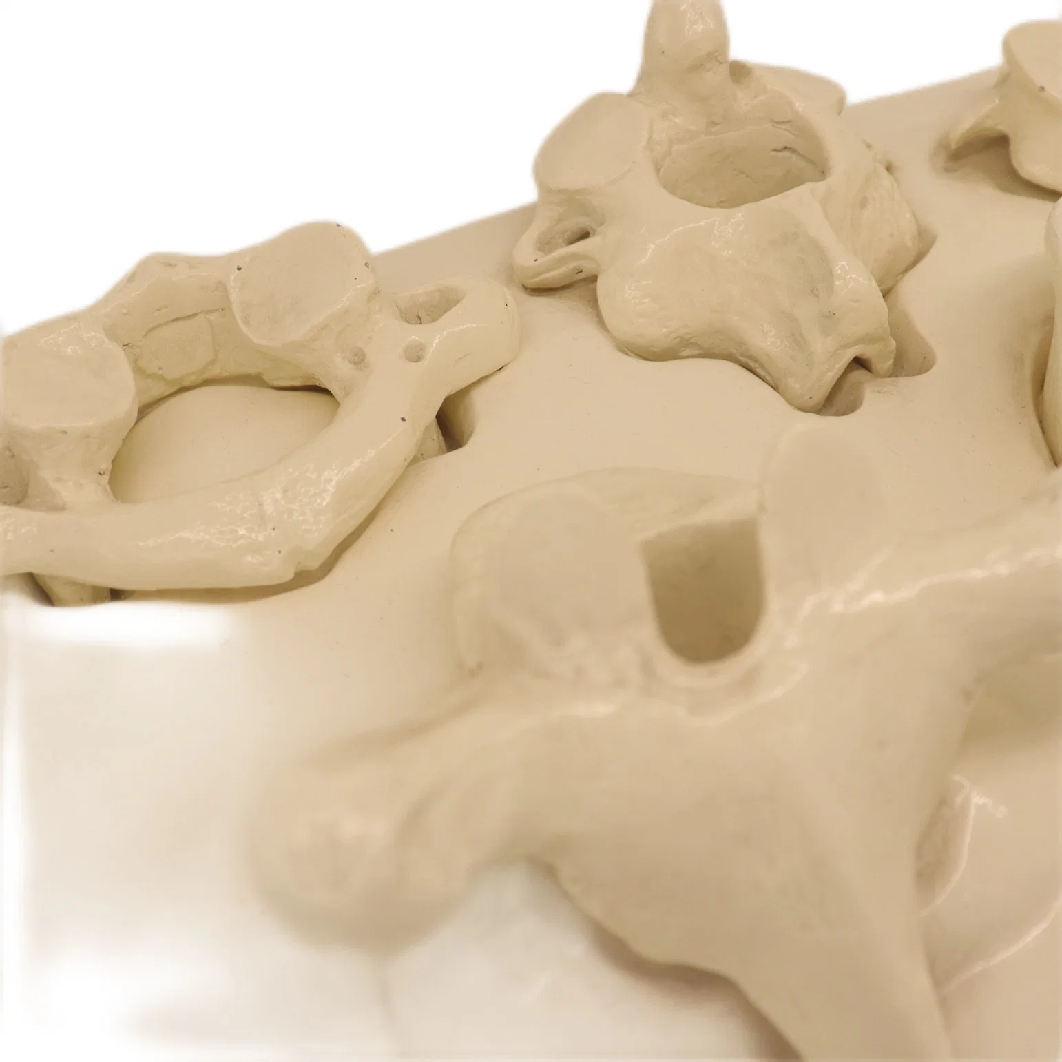 Fuerte Soporte PVC Humam Modelo anatómico Bodyatlas humano Andaxis vértebra De cervical 12 lumbar torácica 5 y Sacrum coccyx 25 Piezas