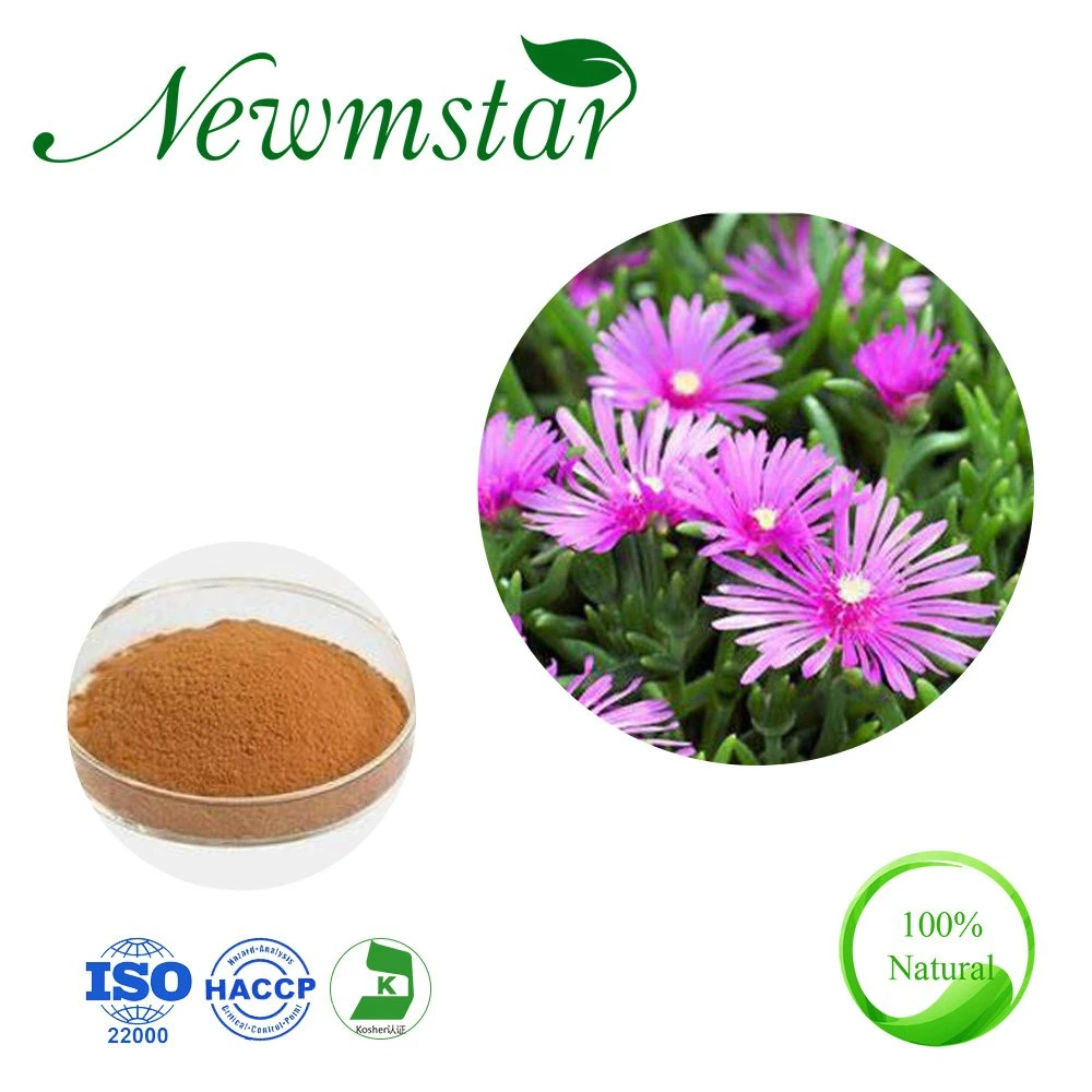 Low Blood Pressure Plant Extract / Sceletium Tortuosum Extract /4: 1~20: 1 Mesembrine Kanna Extract