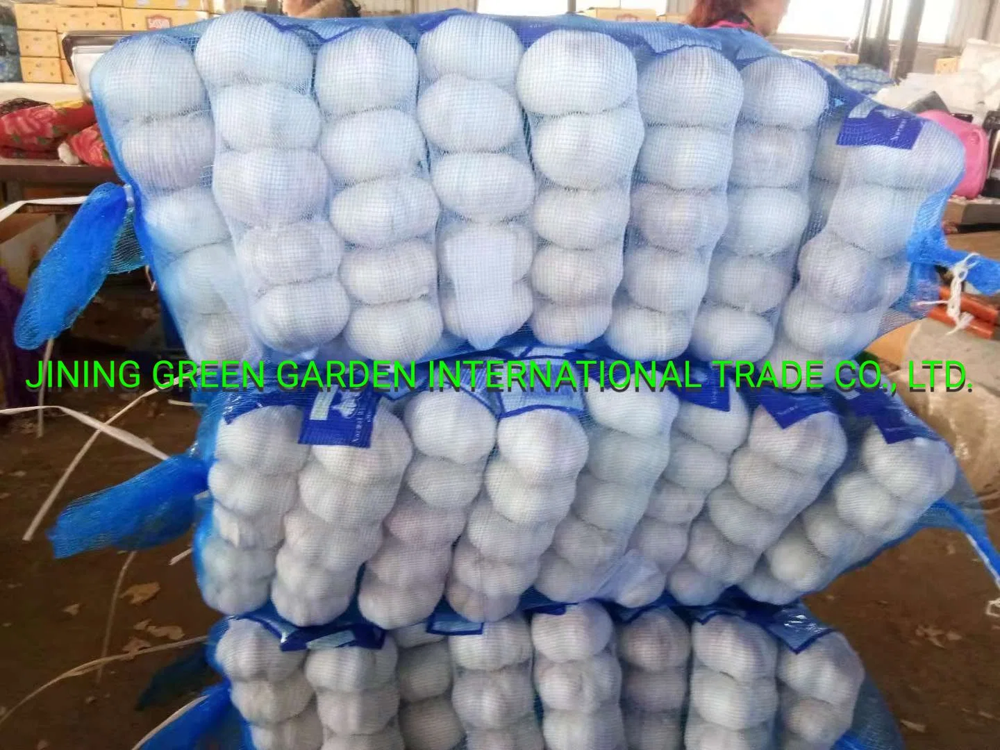 2022 New Crop China Fresh Garlic Top Quality Chinese Fresh White Garlic and Normal White Garlic in Different Size and Packing 4.5, 5.0, 5.5, 6.0, 6.5cm and up