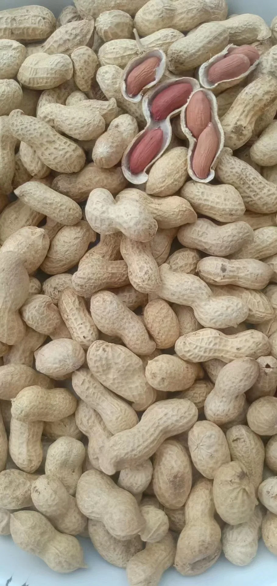 Washed Virginia Raw Groundnut in Shell