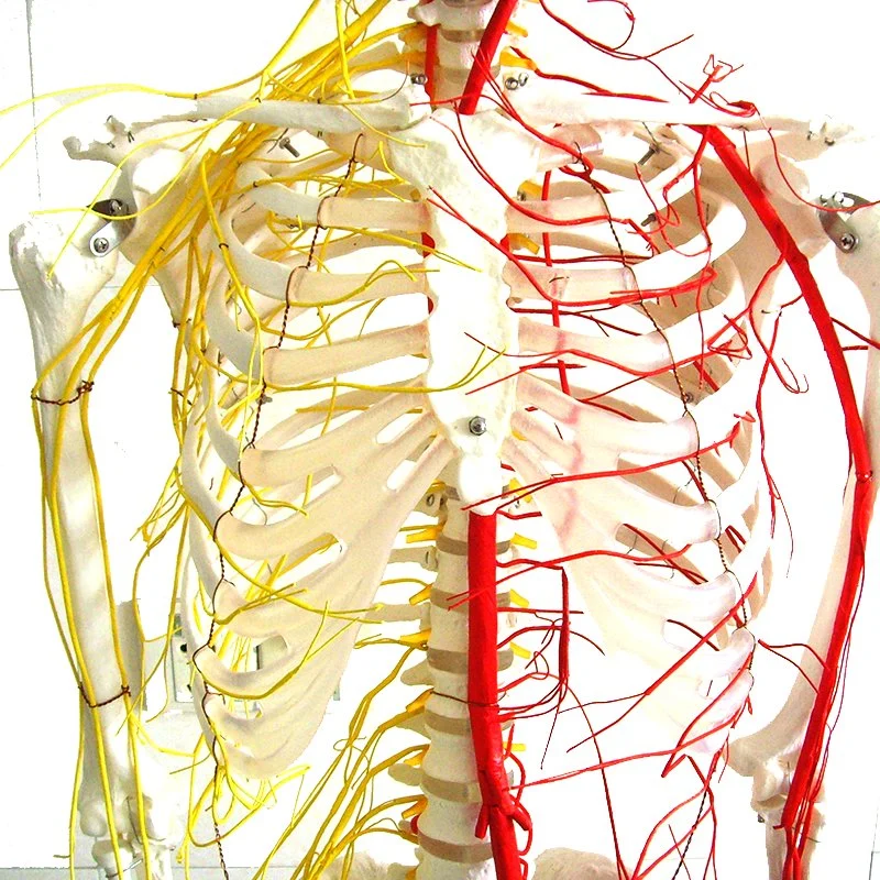 Modelo de buena calidad de Enseñanza de 170cm esqueleto humano con Arterias principales y nervios espinales