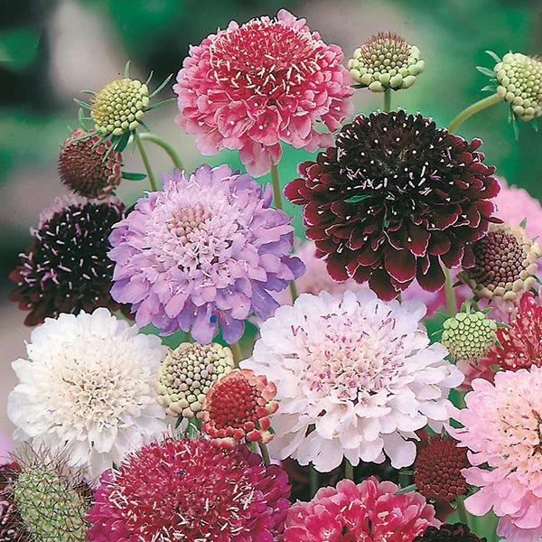 Scabiosa Atropurpurea Seeds Pincushion Flower Seeds