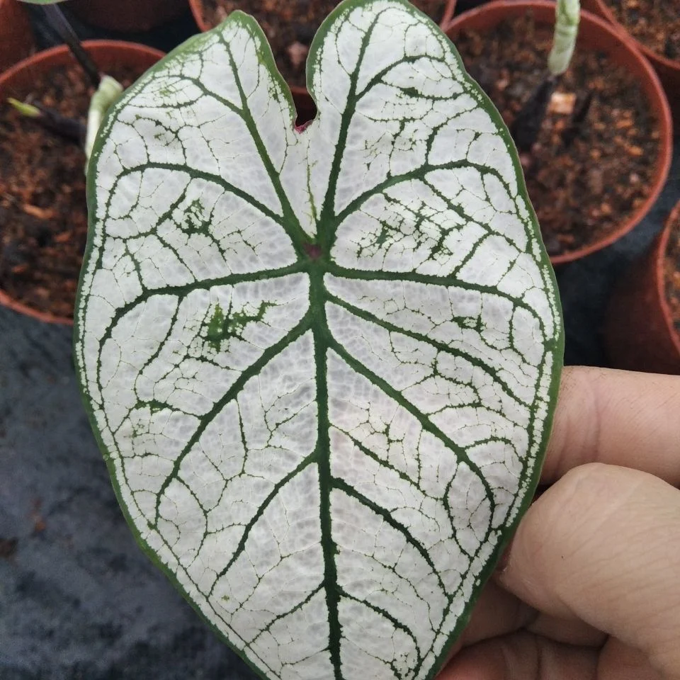 Real Plants of Caladium White Lover Bonsai