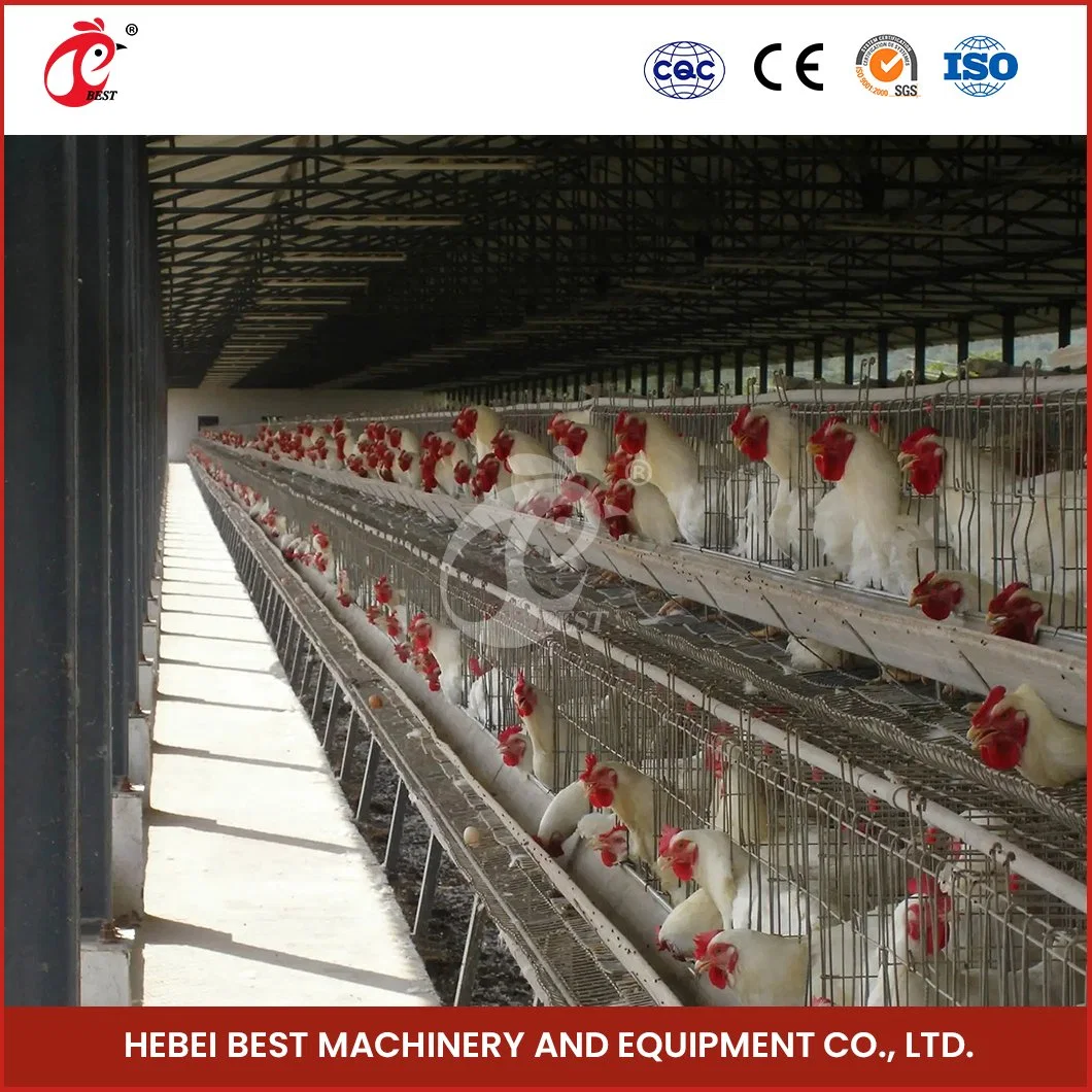 Bestchickencage a Type Layer Cage China Urban Chicken Layer Coop Manufacturer High-Quality Modern Poultry Layer House Configuration Chicken Coop Doors