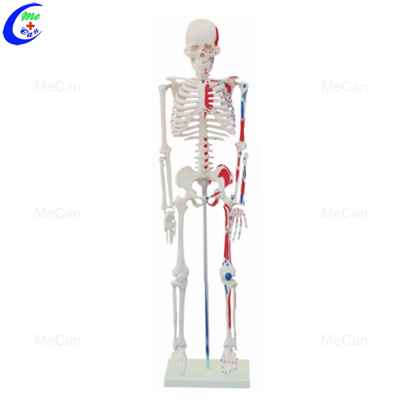 Fabrik Preis PVC Mekannisch menschliche Anatomie Medizinische disartikuliert 85cm 180cm Skelettmodell