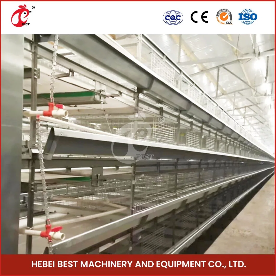 Bestchickencage China Chain Link Chicken Coop Factory H Frame Automatic Boriler Cages Automatic Manure Removal System Designs Broiler Chicken Cage Chicken