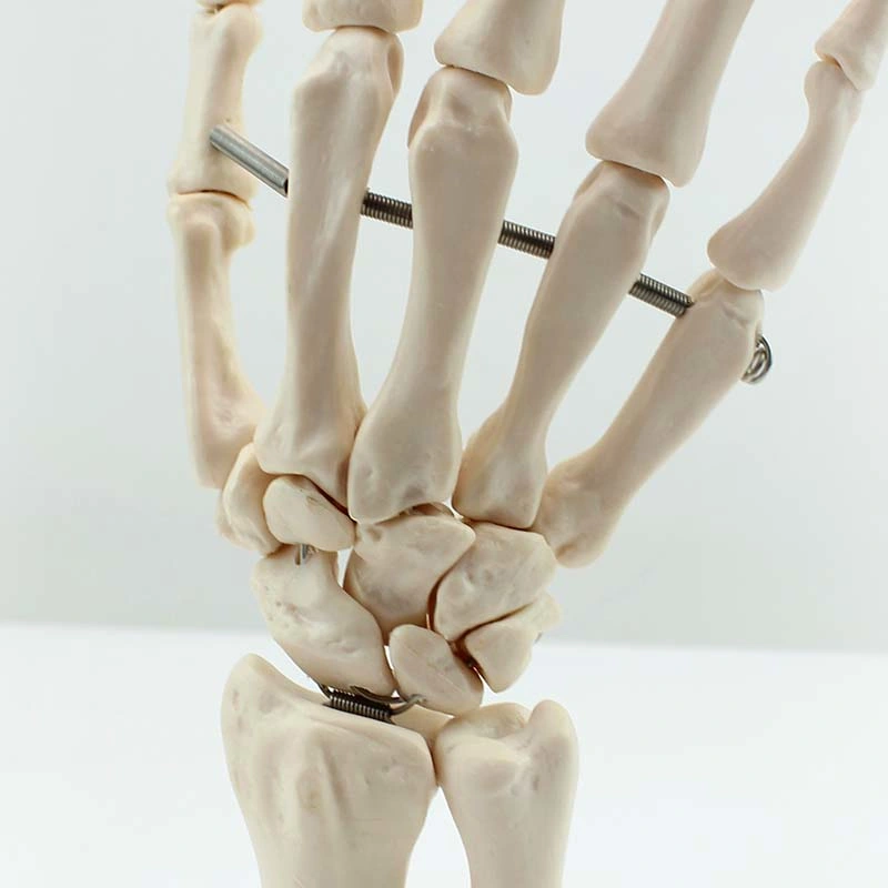 High Quality Medical Teaching Models Bone Color Human Teaching Skeleton Model of Hand Bone