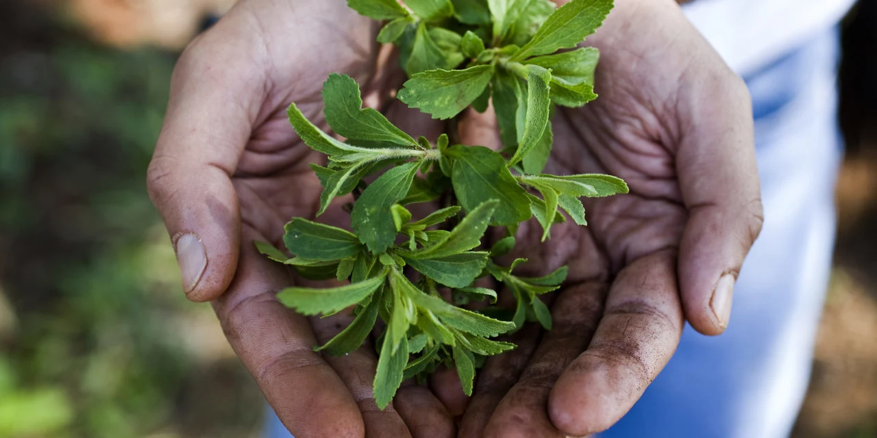 Extrait de plante biologique Aojing stévioside 0 Calorie 0 Sucre 0 Fat RA60