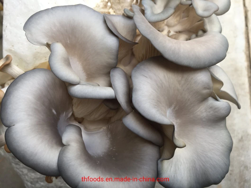 Frozen Edible Fungi Oyster Mushroom