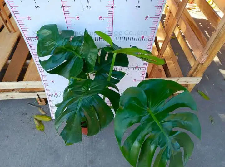 Heißer Verkauf Monstera Echte Pflanzen Indoor