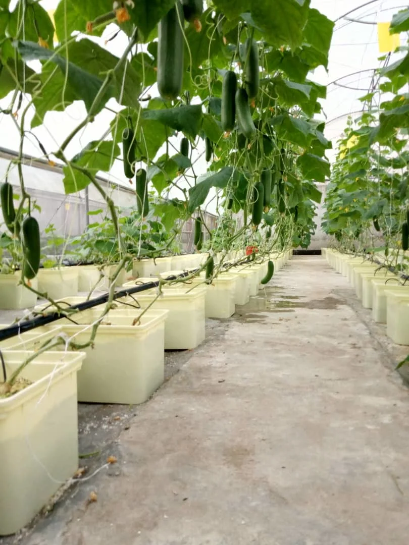 11L Bato olla holandés cucharón con los codos de sifón de siembra de efecto invernadero cultivo hidropónico sistema para el pepino tomate frutos creciente