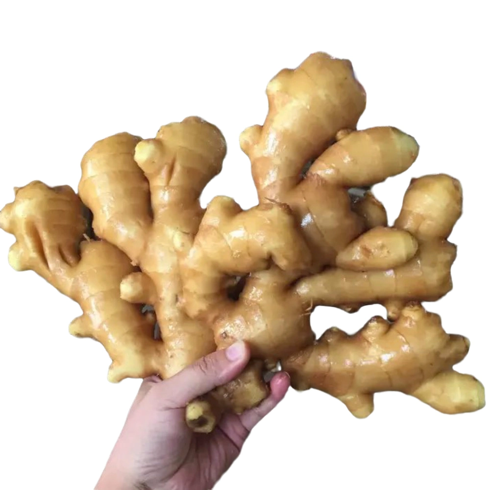 Frischginger Air Dry Ginger für den Export