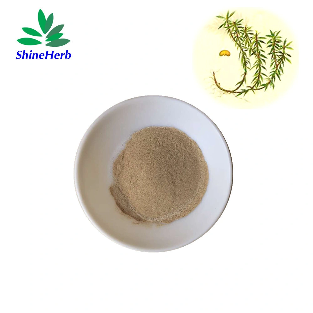 Chinese Herbal Huperzia serrata extraire poudre 1 % 99 % huperzine A