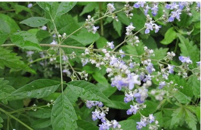 Extrait de fraise Vitex Agnus-Catus extrait de baie de Chastretree extrait de baie Agnuside 0.5%