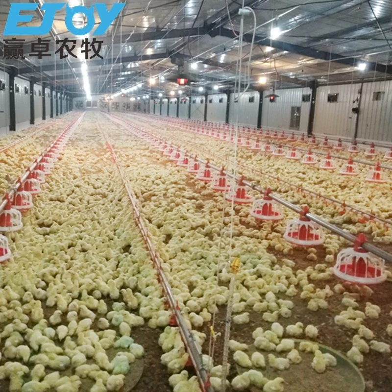 Maison préfabriquée pour poulets Équipement d'élevage de volaille Équipement pour poulets de chair Système d'alimentation pour poulets de chair commerciaux