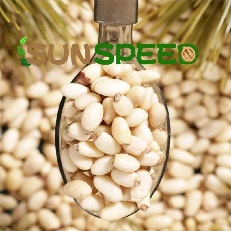 New Season Pine Nuts for Sale 2023 Bulk Packing OEM with Customization Logo