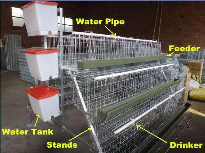 Poulet galvanisé à chaud Maison/équipement agricole Type automatique a cage de poulet