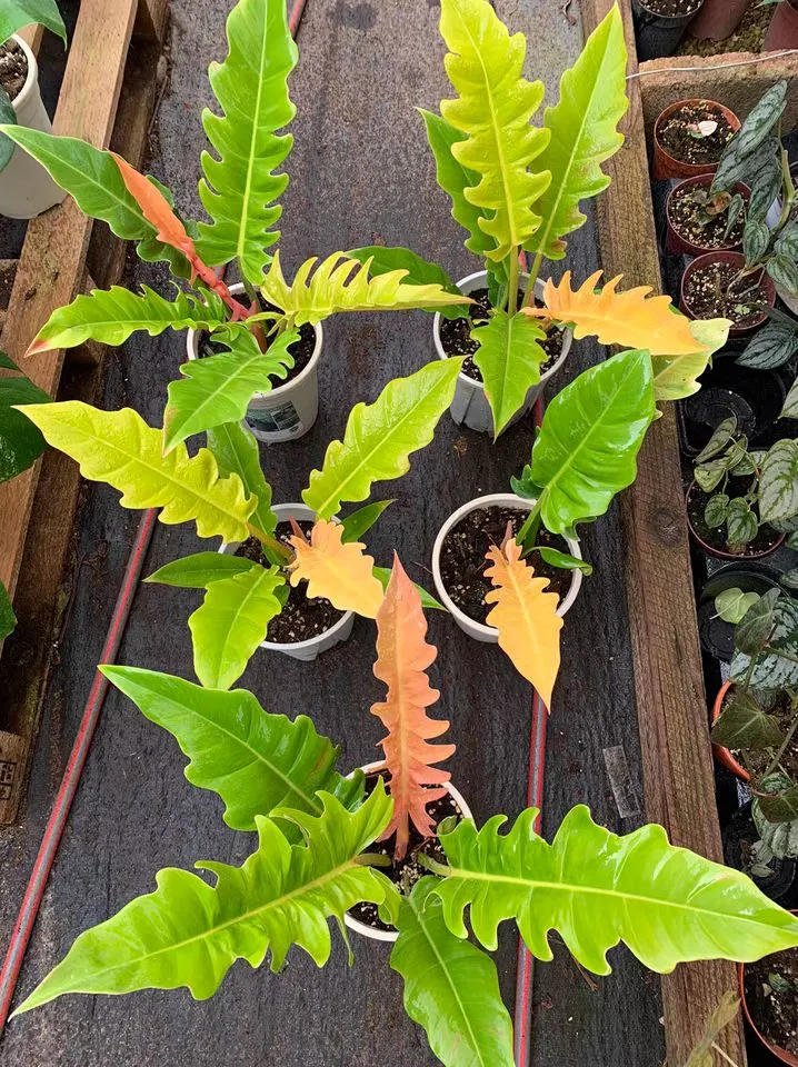 Philodendron Golden Seratum