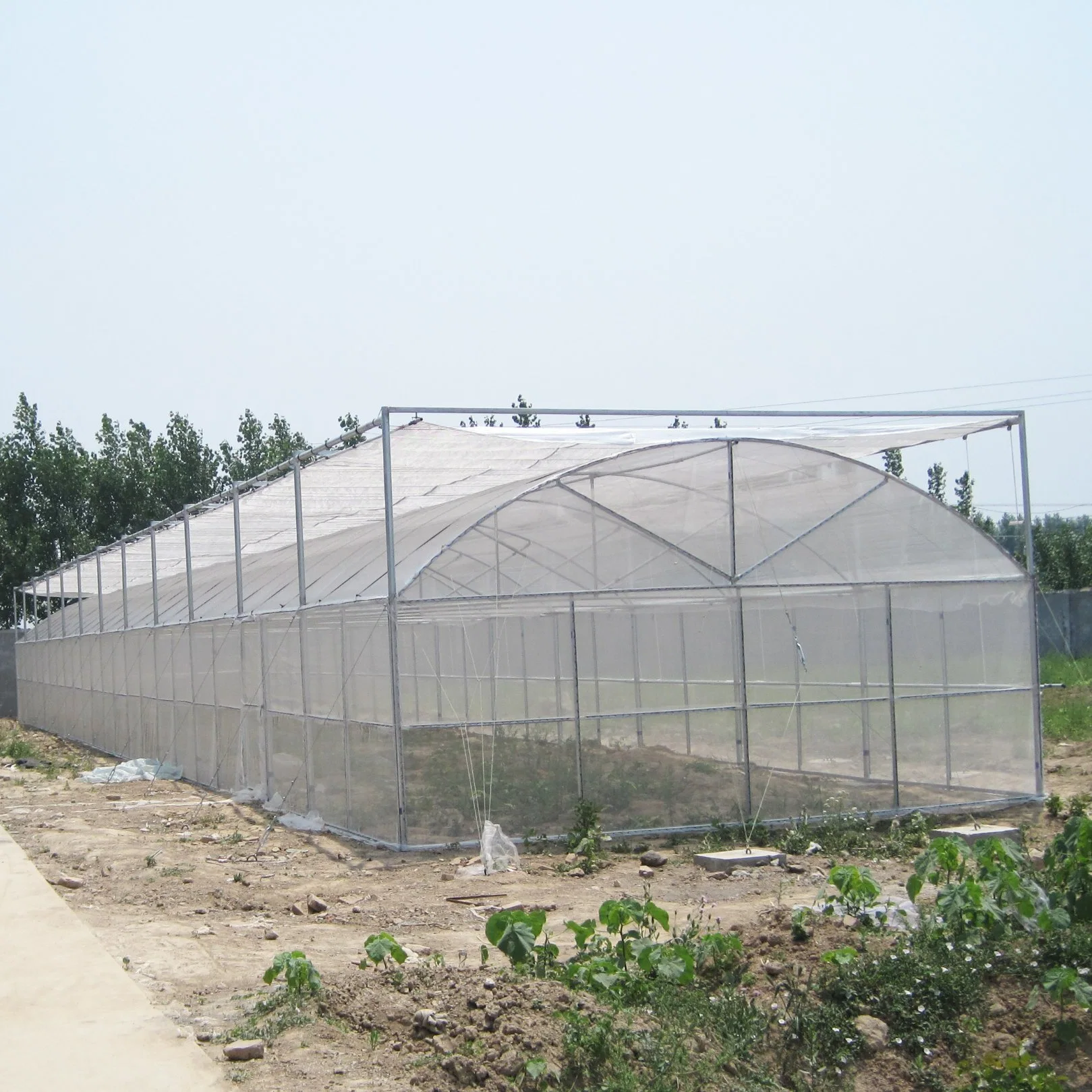 2023 China Supply Single-Span Poly Film Greenhouse for Vegetables